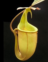 Nepenthes bicalcarata  |  červená forma | Láčkovka dvojostruhatá | 6 - 10 cm