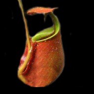 Nepenthes bicalcarata | oranžová forma | Láčkovka dvojostruhatá | 6 - 10 cm