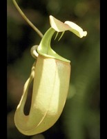 Nepenthes bicalcarata | oranžová forma | Láčkovka dvojostruhatá | 6 - 10 cm