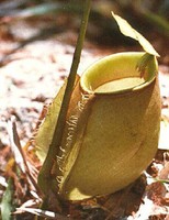 Nepenthes bicalcarata x ampullaria | Láčkovka | 6 - 10 cm