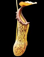 Nepenthes boschiana | 15 - 20 cm