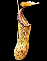 Nepenthes boschiana | 6 - 10 cm