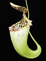 Nepenthes burbidgeae x campanulata | 15 - 20 cm