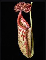 Nepenthes burbidgeae x glandulifera | 15 - 20 cm
