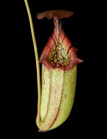 Nepenthes burbidgeae x robcantleyi | 15 - 20 cm