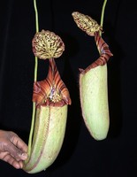 Nepenthes burbidgeae x robcantleyi | 8 - 10 cm