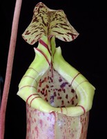Nepenthes burbidgeae x sibuyanensis | 15 - 20 cm
