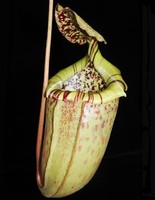 Nepenthes burbidgeae x sibuyanensis | 8 - 10 cm