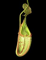 Nepenthes burbidgeae x veitchii | 8 - 10 cm