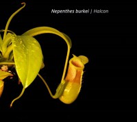 Nepenthes burkei | Láčkovka | 6 - 10 cm