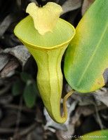 Nepenthes campanulata | Kalimantan | Láčkovka | 6 - 10 cm