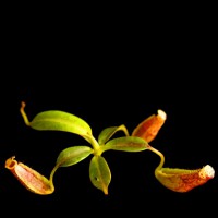 Nepenthes eymae | centrální Celebes | Láčkovka eymova