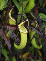 Nepenthes fusca | široké obústí | Borneo | Láčkovka