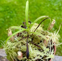 Nepenthes glabrata | Sulawesi | Láčkovka