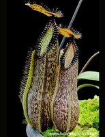 Nepenthes hamata | Gng. Lumut | Láčkovka