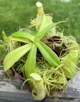 Nepenthes insignis | Biak | Láčkovka
