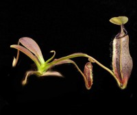 Nepenthes izumiae | Lusung Tungut | Láčkovka