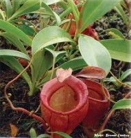 Nepenthes jamban | Sumatra | Láčkovka