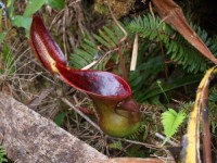 Nepenthes lowii | Trusmadi | Láčkovka Lowiho