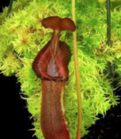 Nepenthes (lowii x macrophylla) x robcantleyi | 8 - 10 cm