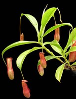 Nepenthes madagascariensis | Láčkovka madagaskarská
