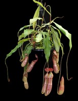 Nepenthes spectabilis x mirabilis var. globosa | 6 - 10 cm
