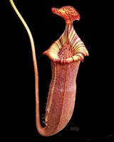 Nepenthes (veitchii x lowii) x (burbidgeae x edwardsiana) | 8 - 10 cm