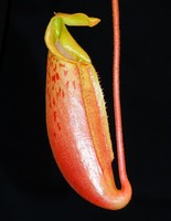 Nepenthes (veitchii x lowii) x mira | 6 - 10 cm