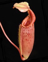 Nepenthes (veitchii x lowii) x mira | 6 - 10 cm