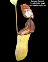 Nepenthes (veitchii x lowii) x mira | 6 - 10 cm