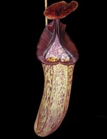Nepenthes (veitchii x lowii) x spectabilis | 6 - 10 cm