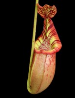 Nepenthes (veitchii x mira) x (burbidgeae x edwardsiana) | 8 - 10 cm