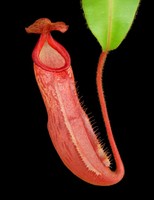 Nepenthes (veitchii x mira) x klossii | 6 - 10 cm