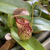 Nepenthes x Gaia | 8 - 10 cm