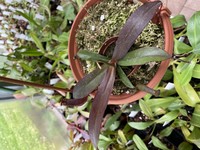 Nepenthes x Rebecca Sooper | 10 - 15 cm
