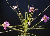Semena | Byblis filifolia | růžovokvětá forma | 5 semen