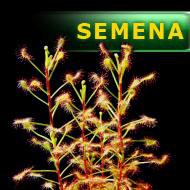 Semena | Drosera madagascariensis - Rosnatka madagaskarská
