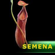 Semena | Nepenthes adrianii - Láčkovka Adrianova