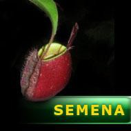 Semena | Nepenthes ampullaria - Láčkovka soudečková | 10 semen