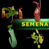 Semena | Nepenthes - Láčkovka | směs druhů