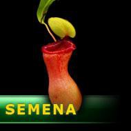 Semena | Nepenthes ventricosa - Láčkovka břichatá