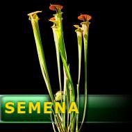 Semena | Sarracenia flava var. cuprea - Špirlice žlutá