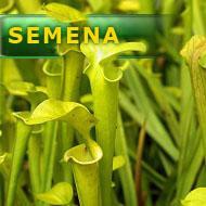 Semena | Sarracenia flava var. flava - Špirlice žlutá
