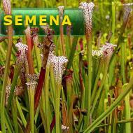 Semena | Sarracenia leucophylla - Špirlice bělostivá | miniaturní typ