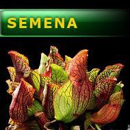 Semena | Sarracenia purpurea - Špirlice nachová