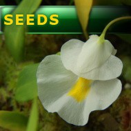 Semena | Utricularia alpina - Bublinatka orchidoidní | velkokvětá varieta