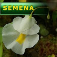 Semena | Utricularia alpina - Bublinatka orchidoidní