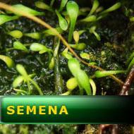 Semena | Utricularia monanthos