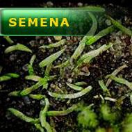 Semena | Utricularia prehensilis | Bublinatka oplétavá