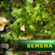 Semena | Utricularia pusila - Bublinatka maličká